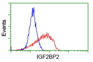 IGF2BP2 Antibody - Flow cytometry of Jurkat cells, using anti-IGF2BP2 antibody (Red), compared to a nonspecific negative control antibody (Blue).