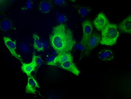 IGF2BP2 Antibody - Anti-IGF2BP2 mouse monoclonal antibody immunofluorescent staining of COS7 cells transiently transfected by pCMV6-ENTRY IGF2BP2.