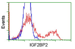 IGF2BP2 Antibody - HEK293T cells transfected with either overexpress plasmid (Red) or empty vector control plasmid (Blue) were immunostained by anti-IGF2BP2 antibody, and then analyzed by flow cytometry.