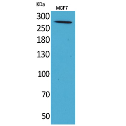 IGF2R / CD222 Antibody - Western blot of IGF-IIR antibody
