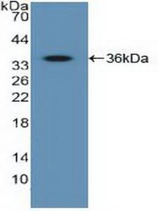 IGF2R / CD222 Antibody - Western Blot; Sample: Recombinant IGF2R, Human.