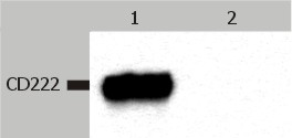 IGF2R / CD222 Antibody - Western Blotting analysis (non-reducing conditions) of CD222 in whole cell lysate of JURKAT human peripheral blood T cell leukemia cell line.  Lane 1: immunostaining with anti-CD222 (MEM-238)  Lane 2: immunostaining with Isotype mouse IgG1 control (PPV-06)