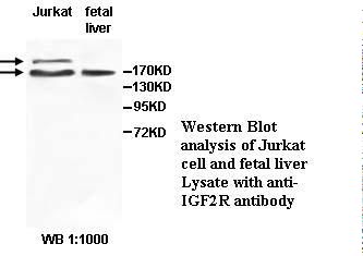 IGF2R / CD222 Antibody