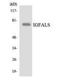 IGFALS / ALS Antibody - Western blot analysis of the lysates from RAW264.7cells using IGFALS antibody.