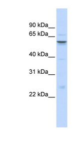 IGFALS / ALS Antibody - IGFALS antibody Western blot of Fetal Brain lysate.  This image was taken for the unconjugated form of this product. Other forms have not been tested.