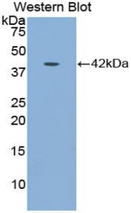 IGFBP1 Antibody - Western blot of recombinant IGFBP1 / IGFBP-1.  This image was taken for the unconjugated form of this product. Other forms have not been tested.