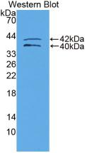 IGFBP1 Antibody - Western Blot;Sample: Recombinant IGFBP1, Human.