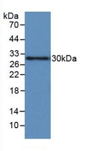 IGFBP1 Antibody - Western Blot; Sample: Recombinant IGFBP1, Human.