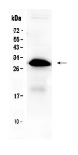 IGFBP1 Antibody - Western blot - Anti-IGFBP1 Picoband Antibody