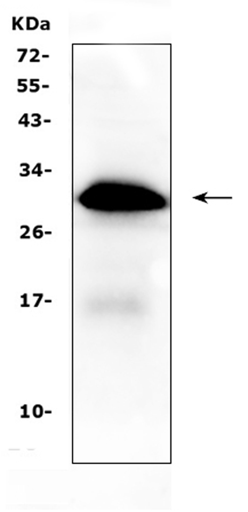 IGFBP1 Antibody - Western blot analysis of IGFBP1 using anti-IGFBP1 antibody. Electrophoresis was performed on a 5-20% SDS-PAGE gel at 70V (Stacking gel) / 90V (Resolving gel) for 2-3 hours. The sample well of each lane was loaded with 50ug of sample under reducing conditions. Lane 1: human placenta tissue lysates. After Electrophoresis, proteins were transferred to a Nitrocellulose membrane at 150mA for 50-90 minutes. Blocked the membrane with 5% Non-fat Milk/ TBS for 1.5 hour at RT. The membrane was incubated with rabbit anti-IGFBP1 antigen affinity purified polyclonal antibody at 0.5 µg/mL overnight at 4°C, then washed with TBS-0.1% Tween 3 times with 5 minutes each and probed with a goat anti-rabbit IgG-HRP secondary antibody at a dilution of 1:10000 for 1.5 hour at RT. The signal is developed using an Enhanced Chemiluminescent detection (ECL) kit with Tanon 5200 system. A specific band was detected for IGFBP1 at approximately 30KD. The expected band size for IGFBP1 is at 30KD.