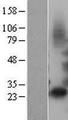 IGFBP1 Protein - Western validation with an anti-DDK antibody * L: Control HEK293 lysate R: Over-expression lysate