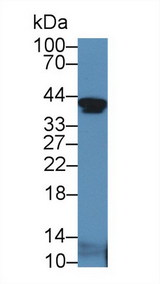 IGFBP2 / IGF-BP53 Antibody - Western Blot; Sample: Mouse Serum; Primary Ab: 5µg/ml Rabbit Anti-Mouse IGFBP2 Antibody Second Ab: 0.2µg/mL HRP-Linked Caprine Anti-Rabbit IgG Polyclonal Antibody