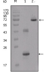 IGFBP2 / IGF-BP53 Antibody - Western blot using IGFBP2 mouse monoclonal antibody against truncated IGFBP2-His recombinant protein (1) and truncated IGFBP2 (aa40-328)-hIgGFc transfected CHO-K1 cell lysate (2).