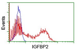 IGFBP2 / IGF-BP53 Antibody - HEK293T cells transfected with either overexpress plasmid (Red) or empty vector control plasmid (Blue) were immunostained by anti-IGFBP2 antibody, and then analyzed by flow cytometry.
