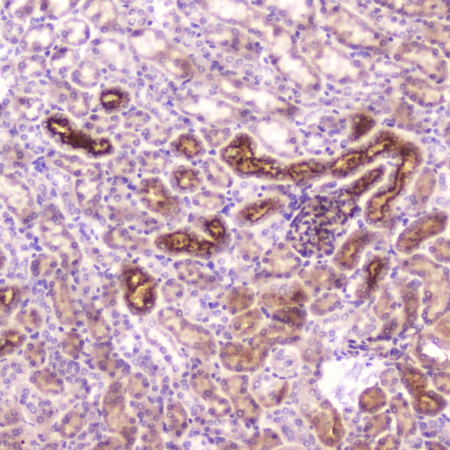 IGFBP2 / IGF-BP53 Antibody - IHC analysis of IGFBP2 using anti-IGFBP2 antibody. IGFBP2 was detected in paraffin-embedded section of mouse kidney tissue . Heat mediated antigen retrieval was performed in citrate buffer (pH6, epitope retrieval solution) for 20 mins. The tissue section was blocked with 10% goat serum. The tissue section was then incubated with 2µg/ml rabbit anti-IGFBP2 Antibody overnight at 4°C. Biotinylated goat anti-rabbit IgG was used as secondary antibody and incubated for 30 minutes at 37°C. The tissue section was developed using Strepavidin-Biotin-Complex (SABC) with DAB as the chromogen.