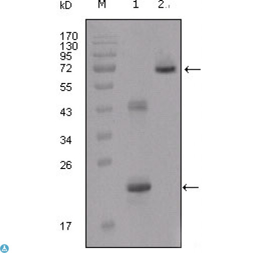 IGFBP2 / IGF-BP53 Antibody - Western Blot (WB) analysis using IGFBP2 Monoclonal Antibody against truncated IGFBP2-His recombinant protein (1) and truncated IGFBP2 (aa40-328)-hIgGFc transfected CHO-K1 cell lysate (2).