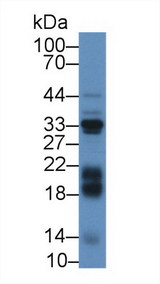 IGFBP3 Antibody - Western Blot; Sample: Mouse Liver lysate; Primary Ab: 2µg/mL Rabbit Anti-Bovine IGFBP3 Antibody Second Ab: 0.2µg/mL HRP-Linked Caprine Anti-Rabbit IgG Polyclonal Antibody