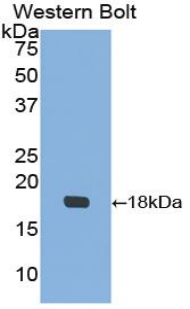 IGFBP3 Antibody - Western blot of recombinant IGFBP3 / IGFBP-3.  This image was taken for the unconjugated form of this product. Other forms have not been tested.