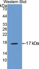 IGFBP3 Antibody