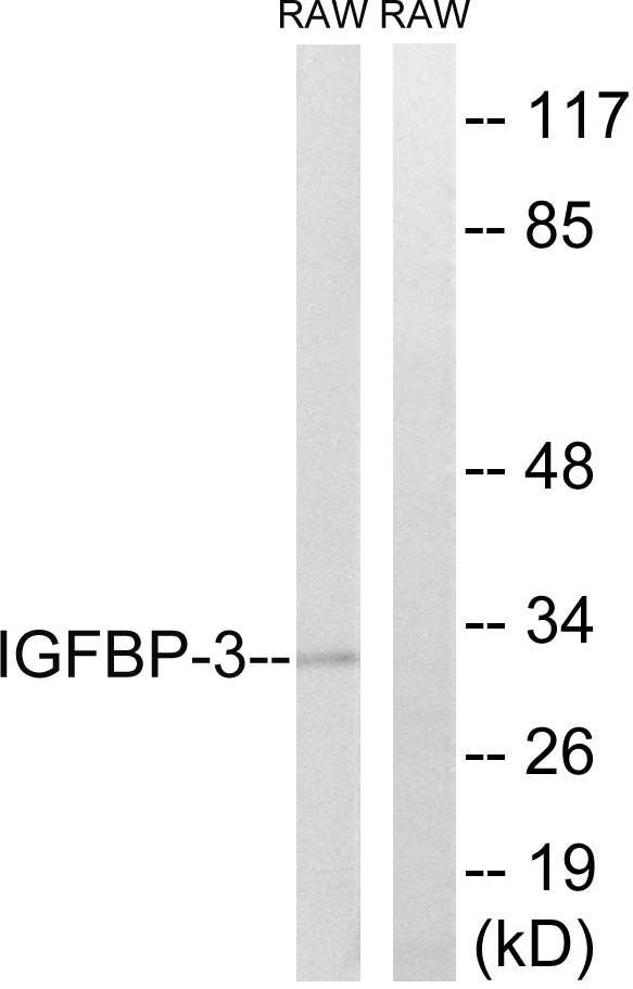 IGFBP3 Antibody - Western blot analysis of lysates from RAW246.7 cells, using IGFBP-3 Antibody. The lane on the right is blocked with the synthesized peptide.