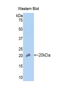 IGFBP3 Antibody - Western blot of recombinant IGFBP3 / IGFBP-3.  This image was taken for the unconjugated form of this product. Other forms have not been tested.