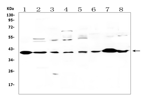 IGFBP3 Antibody - Western blot analysis of IGFBP-3 using anti-IGFBP-3 antibody. Electrophoresis was performed on a 5-20% SDS-PAGE gel at 70V (Stacking gel) / 90V (Resolving gel) for 2-3 hours. The sample well of each lane was loaded with 50ug of sample under reducing conditions. Lane 1: rat heart tissue lysates, Lane 2: rat brain tissue lysates, Lane 3: rat liver tissue lysates, Lane 4: rat PC-12 whole cell lysates. Lane 5: human U-87MG whole cell lysates. Lane 6: mouse kidney tissue lysates, Lane 7: mouse heart tissue lysates, Lane 8: mouse brain tissue lysates, After Electrophoresis, proteins were transferred to a Nitrocellulose membrane at 150mA for 50-90 minutes. Blocked the membrane with 5% Non-fat Milk/ TBS for 1.5 hour at RT. The membrane was incubated with rabbit anti-IGFBP-3 antigen affinity purified polyclonal antibody at 0.5 µg/mL overnight at 4°C, then washed with TBS-0.1% Tween 3 times with 5 minutes each and probed with a goat anti-rabbit IgG-HRP secondary antibody at a dilution of 1:10000 for 1.5 hour at RT. The signal is developed using an Enhanced Chemiluminescent detection (ECL) kit with Tanon 5200 system. A specific band was detected for IGFBP-3 at approximately 40KD. The expected band size for IGFBP-3 is at 32KD.
