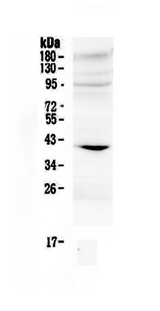 IGFBP3 Antibody - Western blot - Anti-IGFBP3 Picoband Antibody