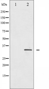 IGFBP3 Antibody - Western blot analysis of IGFBP-3 expression in HuvEc whole cells lysates. The lane on the left is treated with the antigen-specific peptide.