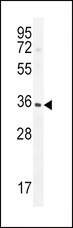 IGFBP3 Antibody - IGFBP3-S183 western blot of CHO tissue lysates (15 ug/lane). The IGFBP antibody detected IGFBP protein (arrow).