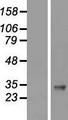 IGFBP3 Protein - Western validation with an anti-DDK antibody * L: Control HEK293 lysate R: Over-expression lysate