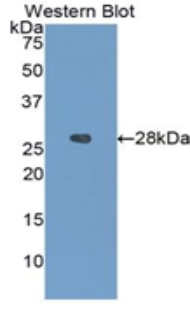 IGFBP4 Antibody - Western blot of recombinant IGFBP4 / IGFBP-4.  This image was taken for the unconjugated form of this product. Other forms have not been tested.