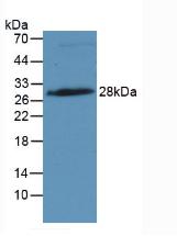 IGFBP4 Antibody - Western Blot; Sample: Rat Placenta Tissue.