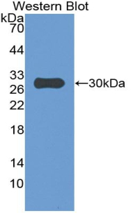 IGFBP4 Antibody - Western blot of recombinant IGFBP4 / IGFBP-4.