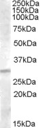 IGFBP4 Antibody - Antibody (1 ug/ml) staining of Human Liver lysate (35 ug protein in RIPA buffer). Primary incubation was 1 hour. Detected by chemiluminescence.