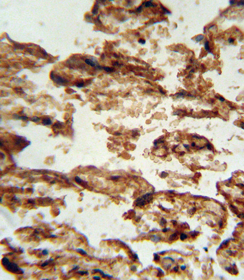 IGFBP4 Antibody - IGFBP4 antibody immunohistochemistry of formalin-fixed and paraffin-embedded human placenta tissue followed by peroxidase-conjugated secondary antibody and DAB staining.