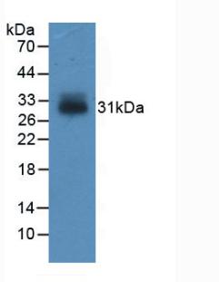 IGFBP4 Antibody - Western Blot; Sample: Recombinant IGFBP4, Human.