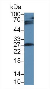 IGFBP4 Antibody - Western Blot; Sample: Rat Placenta lysate; Primary Ab: 2µg/ml Mouse Anti-Human IGFBP4 Antibody Second Ab: 0.2µg/mL HRP-Linked Caprine Anti-Mouse IgG Polyclonal Antibody