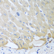 IGFBP4 Antibody - Immunohistochemistry of paraffin-embedded human liver tissue.