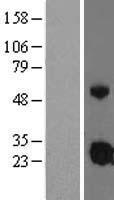 IGFBP4 Protein - Western validation with an anti-DDK antibody * L: Control HEK293 lysate R: Over-expression lysate