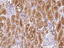 IGFBP6 Antibody - Immunochemical staining of human IGFBP6 in human kidney with rabbit polyclonal antibody at 1:300 dilution, formalin-fixed paraffin embedded sections.