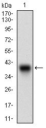 IGFBP7 / TAF Antibody - Western blot using IGFBP7 monoclonal antibody against human IGFBP7 recombinant protein. (Expected MW is 36 kDa)