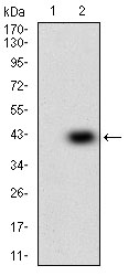 IGFBP7 / TAF Antibody - Western blot using IGFBP7 monoclonal antibody against HEK293 (1) and IGFBP7 (AA: 52-156)-hIgGFc transfected HEK293 (2) cell lysate.