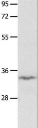 IGFBP7 / TAF Antibody - Western blot analysis of Mouse brain tissue, using IGFBP7 Polyclonal Antibody at dilution of 1:400.