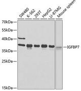 IGFBP7 / TAF Antibody - Western blot analysis of extracts of various cell lines using IGFBP7 Polyclonal Antibody at dilution of 1:400.