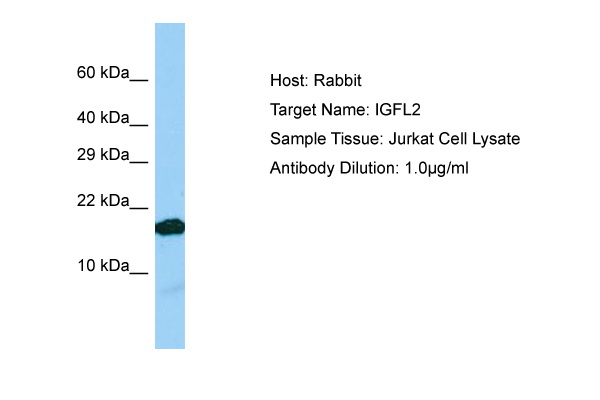 IGFL2 Antibody -  This image was taken for the unconjugated form of this product. Other forms have not been tested.