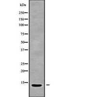 IGFL2 Antibody - Western blot analysis IGFL2 using 293 whole cells lysates