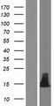 IGFL2 Protein - Western validation with an anti-DDK antibody * L: Control HEK293 lysate R: Over-expression lysate