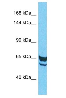 IGFN1 Antibody - IGFN1 antibody Western Blot of HepG2. Antibody dilution: 1 ug/ml.  This image was taken for the unconjugated form of this product. Other forms have not been tested.