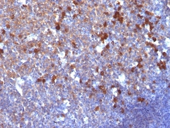 IgG Antibody - Formalin-fixed, paraffin-embedded human tonsil stained with IgG antibody (IG217).  This image was taken for the unmodified form of this product. Other forms have not been tested.