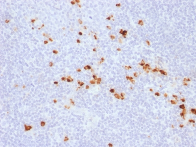 IgG Heavy Chain Antibody - Formalin-fixed, paraffin-embedded human Tonsil stained with IgG Rabbit Recombinant Monoclonal Antibody (IG507R).